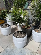 Nerium Oleander na pniu drzewko białe kwiaty Oleander w donice na taras