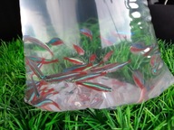 Neon czerwony ( ławicowe)