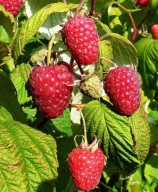 Sadzonki malin, malina, maliny jesienne SUGANA