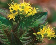 ZADRZEWNIA NADBRZEŻNA "TROJA BLACK" Diervilla MIODODAJNA