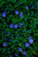 HIT - BARWINEK ZADARNIAJĄCY SADZONKI 50 SZTUK NA SKARPY 20 CM ODPORNY