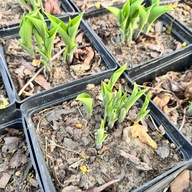 Funkia Hosta 'Pacific Blue Edger' W DONICZCE, wiele sadzonek