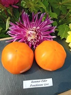 Pomidor Summer Cider jedne z najlepszych żółtych nasiona kolekcjonerskie