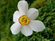 Narcyz Biały Żonkil 20 SADZONEK MIX + gratis