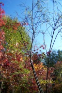 Kruszyna pienna stary okaz 11 letni wiąz buk miłorząb dąb azalia inna