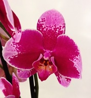 PHALENOPSIS storczyk 7