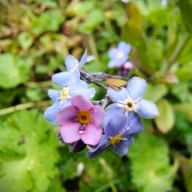 Niezapominajka Doniczka 9x10 cm Z OGRODU CZAROWNICY