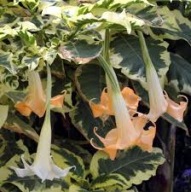 Brugmansia datura Maya