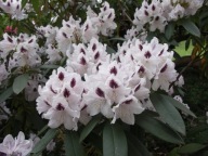 RÓŻANECZNIK | Rododendron | 'Calsap"