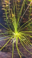 Eriocaulon Malayattoor Rośliny akwariowe