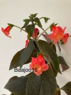 Kohleria Cybele - kłącze