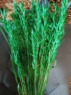 owies naturalny suszony zboże susz kwiaty trawa ozdobna zielony 30szt