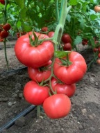 Faworyt Sadzonka Pomidorów