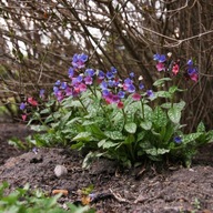 Miodunka plamista miododajna TRUJBARWNA PIĘKNA SADZONKA 20 cm W POJEMNIKU