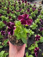 Petunia - surfinia Space Pink