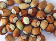 Świeże orzechy laskowe zbiór 2025 WŁASNA PLANTACJA