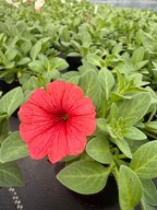 Surfinia Supertunia MINI Vista ładna duża sadzonka CORAL