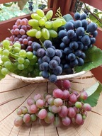 WINOROŚL Sadzonki winogron-Zestaw 6 wspaniałych odmian na nasz klimat