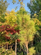 Sosna nigra szczepiona Legii obwód pnia 25cm świerk cis brzoza inna