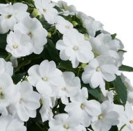 Niecierpek SŁONECZNY Impatiens Sol-luna White