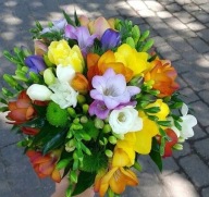 Frezja Pełna Mix Kolorów sadzonka w pojemniku wieloletnia na rabaty