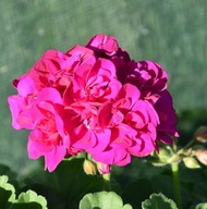 Pelargonia DUŻA INTERSPECIFIC Calliope M Deep Rose