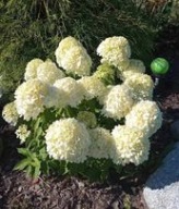 Hortensja bukietowa 'Little Spooky'