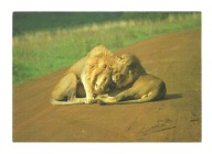 Pocztówka - Dwa lwy na drodze, czyli Towarzysze ...