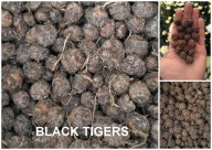 CHUFA MIGDAŁ ZIEMNY CIBORA JADALNA ORZECHY ZIEMNE - BLACK TIGERS - 20 SZTUK