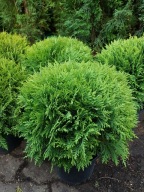 TUJA DANICA 50cm Kula Kulista Ukorzenione donica