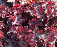 Żurawka Heuchera MELTING FIRE 2L