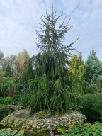 Świerk Virgata C5 50cm (świerk wężowy)