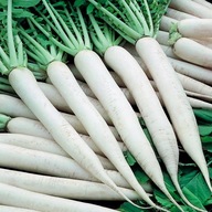 Rzodkiew Sopel Lodu biała - bardzo smaczna - nasiona 10 sztuk ***