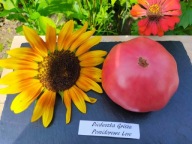 Pomidor Dieduszka Grisza pyszny czerwony befsztyk nasiona kolekcjonerskie