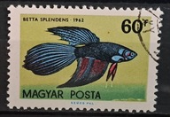 Ryby (kas) - luzak - do uzupełnień 13/6