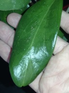 Hoya Hoja BANGKOK RED cięta