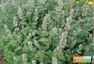 Kocimięta Cytrynowa (MIODODAJNE ZIOŁO) - 5szt