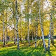 BRZOZA BRODAWKOWATA SADZONKA W POJEMNIKU 40 CM wieloletnia mrozoodporna