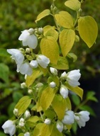 Jaśminowiec ,,YELLOW HILL" ciekawy kontrast