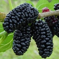 Morwa czarna Charm sadzonka drzewa owocowego słodkie owoce zdrowa przekąska