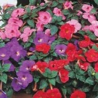 Achimenes mix kolorów