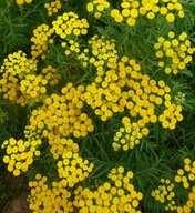 Wrotycz pospolity 1 szt