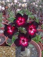 RÓŻA PUSTYNI ADENIUM BORDOWE NASIONA