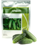 Ogórek gruntowy Octopus F1 500 nasion Syngenta