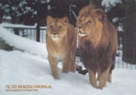 WROCŁAW - ZOO - LEW - LWY - KOT