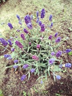 Lawenda ciemna i gęsta wąskolistna IMPERIAL GEM w doniczce P9 10-20 cm