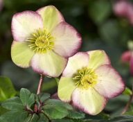 CIEMIERNIK GLANDORFSKI "ICE N' ROSES FROSTED ROSE" Helleborus