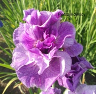 IRYS PINK PARFAIT kosaciec pełne różowe kwiaty PRZEPIĘKNY sadzonki