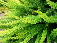 BERBERYS GREEN CARPET ZIELONY DYWAN