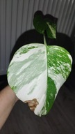 Monstera borsigiana variegata